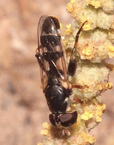 Réf. 276 025 : Syritta pipiens